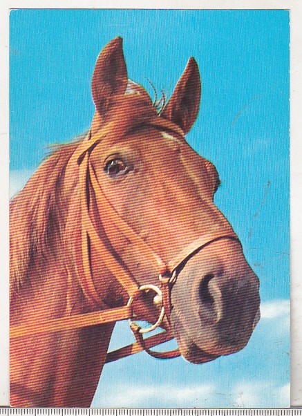 bnk cp Cai - Germania carte postala necirculata - Kruger