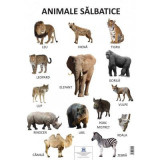 Plansa Animale salbatice