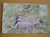 C12 - maxima Romania - tematica pasari 31 - prima zi a emisiunii sau expozitii, Romania de la 1950, Fauna