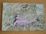 C12 - maxima Romania - tematica pasari 31 - prima zi a emisiunii sau expozitii, Romania de la 1950, Fauna