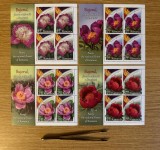 Bujorul, floarea națională a Rom&acirc;niei, minicoală de 4 timbre cu manșetă 2023 LP 2418c