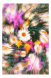 Tablou Canvas, "V&acirc;rtej floral &icirc;ntr-o vară colorată", Flori, Culori, Dinamism, Energie, Vioiciune, Natură, Petale, V&acirc;rtej, Primăvară, Strălucire, 26 x