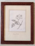 -Clematide-, Ana Carreras, pictura cu certificat de autor, Flori, Carbune, Realism