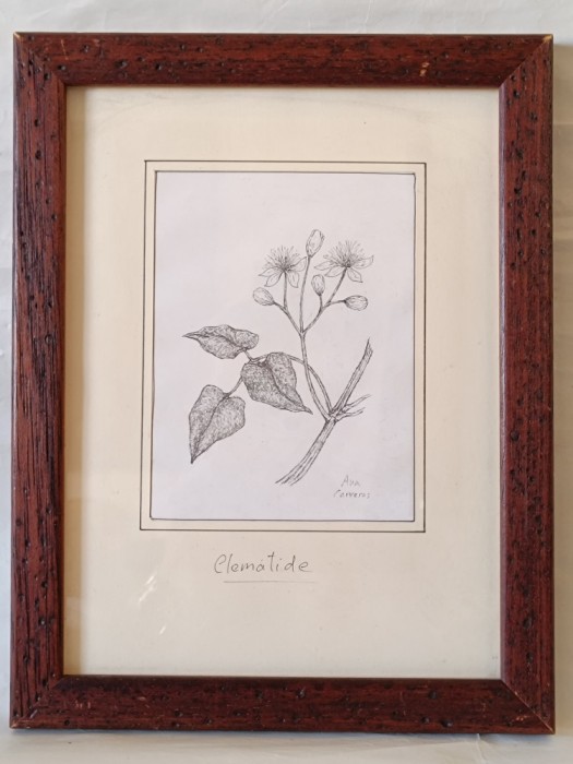 -Clematide-, Ana Carreras, pictura cu certificat de autor