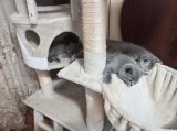 Urgent căutăm casa
