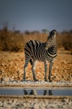 Tablou Canvas, "Zebra singuratică &icirc;n savană africană", Zebră, Dungată, Savana, Apus, Solitară, Peisaj, Reflecție, Calmă., 26 x 39 cm, CMCLASS