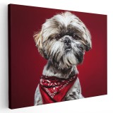 Tablou caine Shih Tzu cu bandana Tablou canvas pe panza CU RAMA 50x70 cm