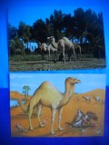 HOPCT LOT NR 1034 CAMILA / CAMILE --FAUNA -2 CARTI POSTALE-CIRCULATE, Circulata, Printata