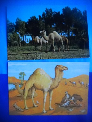 HOPCT LOT NR 1034 CAMILA / CAMILE --FAUNA -2 CARTI POSTALE-CIRCULATE foto