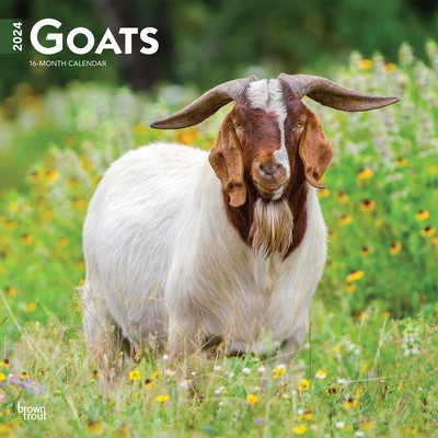 Goats 2024 Square foto