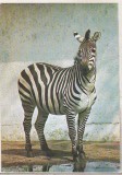 bnk cp Gradina zoologica Bucuresti - Zebra Grant - necirculata
