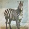 bnk cp Gradina zoologica Bucuresti - Zebra Grant - necirculata