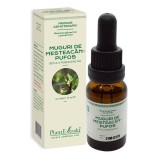 Concentrat muguri mesteacan pufos 15ml, Plantextrakt