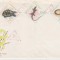 C12 - FDC Romania - Reptile - LP601 - 1965