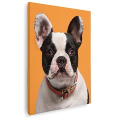 Tablou caine Bulldog Francez Tablou canvas pe panza CU RAMA 20x30 cm