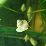 Melci Acvariu Pomacea Bridgesii Galbeni 1-3cm - Curatare Alge si Resturi, Compatibili cu Pestii