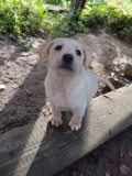 Puiuți labrador retriever