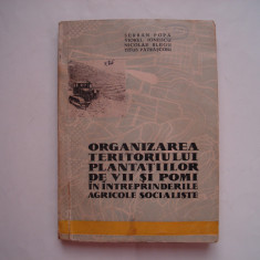 Organizarea teritoriului plantatiilor de vii si pomi in intreprinderile agricole