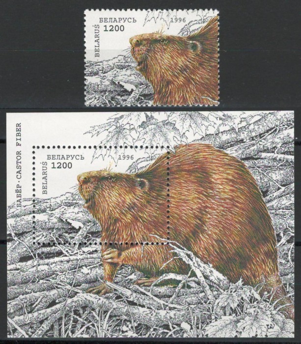 Belarus 1996 Mi 122 bl 6 MNH - Conservarea naturii: Castor, fauna