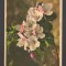 CPIB 20813 FELICITARE - FLORI DE MAR, EDITURA Z ST.F., ELVETIA