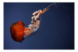 Tablou Canvas, "Meduza dans&acirc;nd &icirc;n oceanul ad&acirc;nc", Jellyfish, Bioluminescence, Ocean, Graceful, Underwater, Tentacles, Ethereal, 39 x 26 cm, CMCLASS
