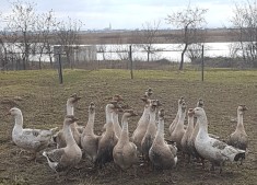 Gaste americane si gaste albe foto