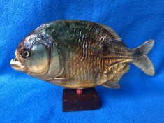 Peste carnivor Piranha ,real,conservat,obiect decorativ foto