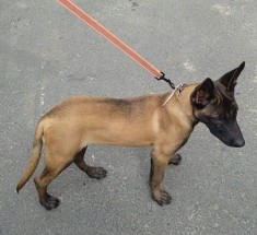 Ciobanesc belgian Malinois foto
