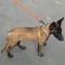 Ciobanesc belgian Malinois