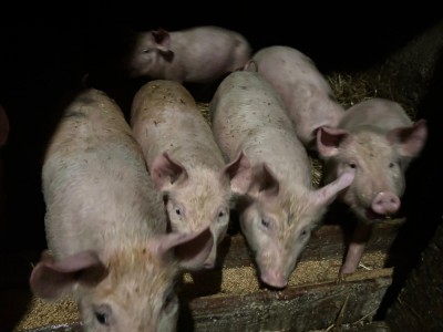 Purcei de v&amp;acirc;nzare foto