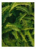 Tablou Canvas, "Ferigi verzi &icirc;n lumina soarelui", Frunze, Verzi, Luxuriante, Natură, Abundență, Vegetație, Frumusețe, Vitalitate, Textură, Prospețime,