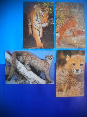 HOPCT LOT NR 442 FELINE -FAUNA -4 CARTI POSTALE-NECIRCULATE foto