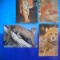 HOPCT LOT NR 442 FELINE -FAUNA -4 CARTI POSTALE-NECIRCULATE