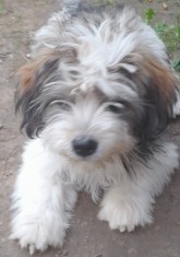 2 feti?e bichon foto