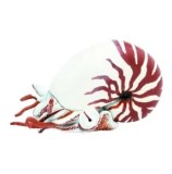 Figurina Papo - Nautilus
