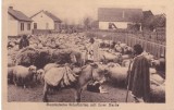 AMS % - ILUSTRATA CIOBANI CU TURMA 1917, NECIRCULATA