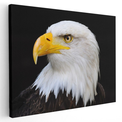 Tablou vultur cu capul alb Tablou canvas pe panza CU RAMA 20x30 cm foto