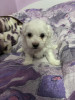 Bichon Maltez Pui, [en.casa]