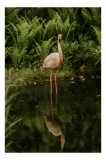 Tablou Canvas, "Flamingo contempl&acirc;ndu-și reflexia &icirc;n apă", Flamingo, Reflecție, Apă, Verdeață, Tranquilitate, Eleganță, Natură, Serenitate, 26 x 39 cm
