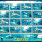 WWF ST KITTS 2007-Groth nr 403-Tiger shark-Coala cu serii de cate 4 timbre MNh