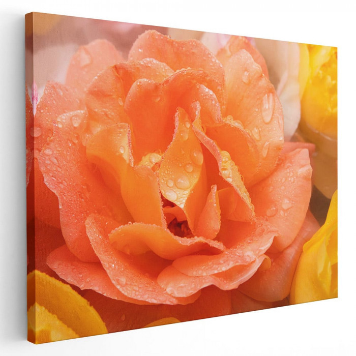 Tablou floare trandafir portocaliu cu roua Tablou canvas pe panza CU RAMA 60x80 cm