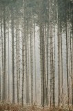 Tablou Canvas cu Pădure &icirc;n Ceață, , Multicolor, 26 x 39 cm, CMCLASS