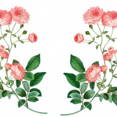 Sticker decorativ Trandafir Rosa Centifolia, Roz, 55 cm, 1174ST