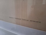 Litografie originală anatomică Tiedemann &ndash; &bdquo;Tabulae Arteriarum&rdquo; | Artă medicală științifică 1822, ilustrație vintage decorativă