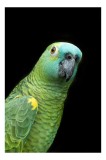 Tablou Canvas, "Papagalul curios &icirc;n jungla &icirc;ntunecată", Papagal, Verde, Colorat, Penaj, Ochii, Ciocul, Aripile, Vibrant, Frumusețe, Exotic., 26 x 39 c