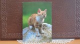 GERMANIA - JUNGE HAUSKATZE - PUI DE PISICA DE CASA- NECIRCULATA.
