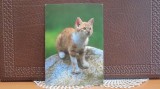 GERMANIA - JUNGE HAUSKATZE - PUI DE PISICA DE CASA- NECIRCULATA., Fotografie