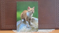 GERMANIA - JUNGE HAUSKATZE - PUI DE PISICA DE CASA- NECIRCULATA.