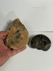 FOSILE VECHI - Ammonite - Goniatite - Melci Nautilus - Pt. colectionari !