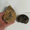FOSILE VECHI - Ammonite - Goniatite - Melci Nautilus - Pt. colectionari !